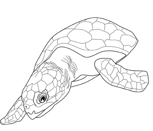 Turtles Coloring Pages 004