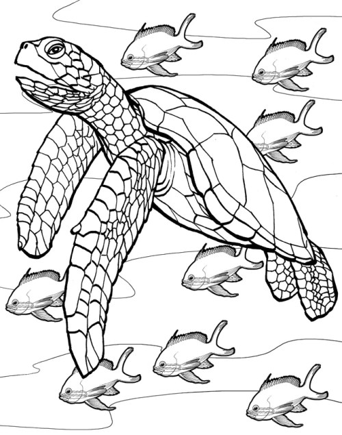 Turtles Coloring Pages 005