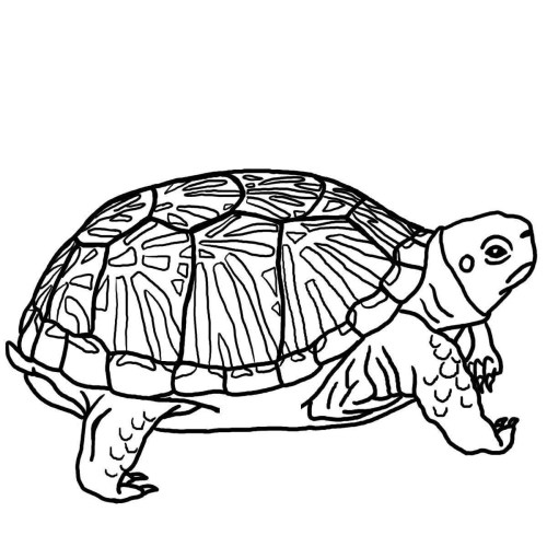 Turtles Coloring Pages 009