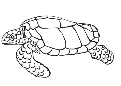 Turtles Coloring Pages 012