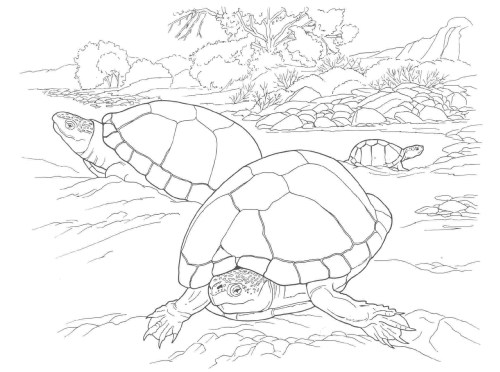 Turtles Coloring Pages 016