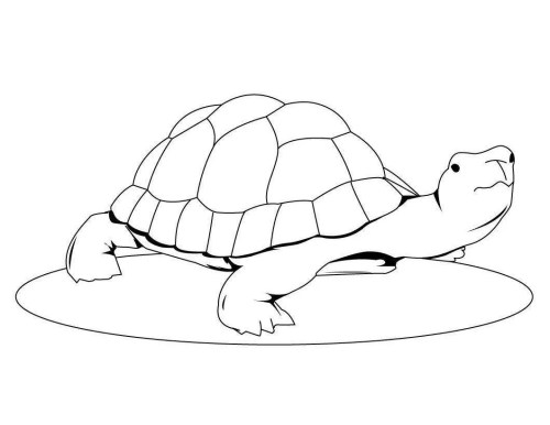 Turtles Coloring Pages 017