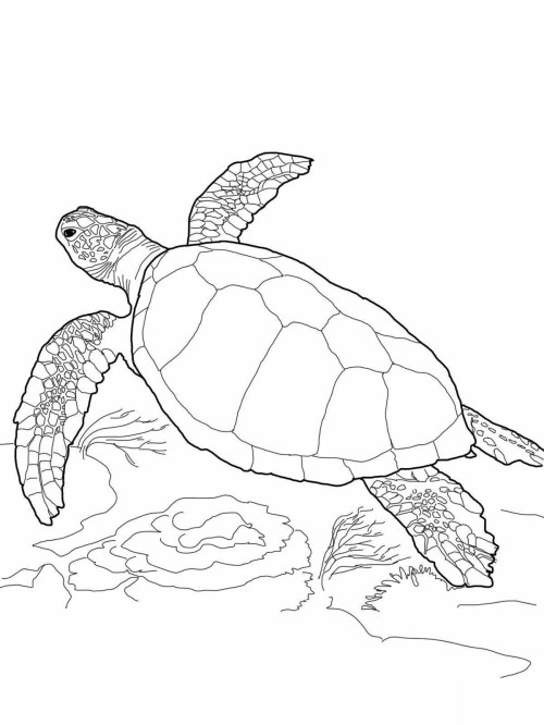 Turtles Coloring Pages 018