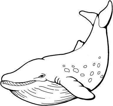 Whales Coloring Pages 004
