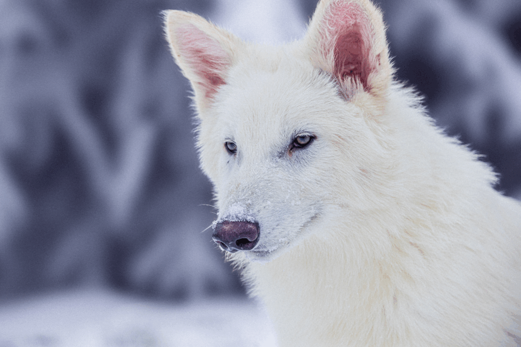 Are the colossal dire wolves real?