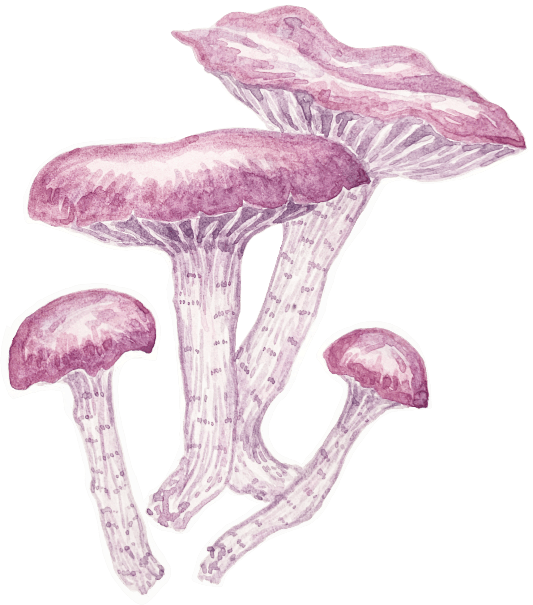 Watercolour illustration of a single mushroom with a rounded cap and slender stem, painted in soft earthy tones with gentle shading.