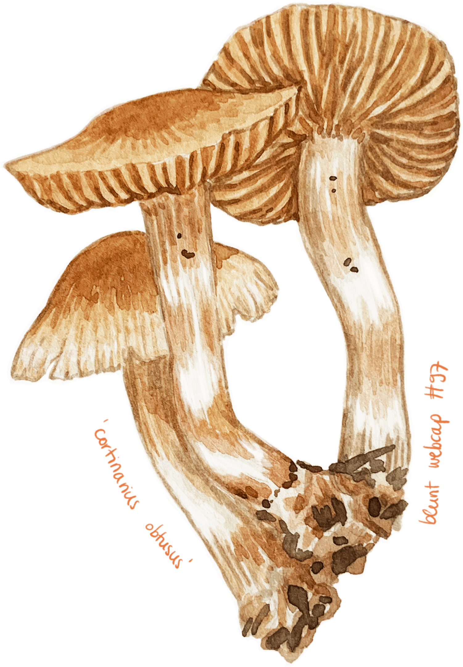 Watercolour illustration of a single mushroom with a rounded cap and slender stem, painted in soft earthy tones with gentle shading.
