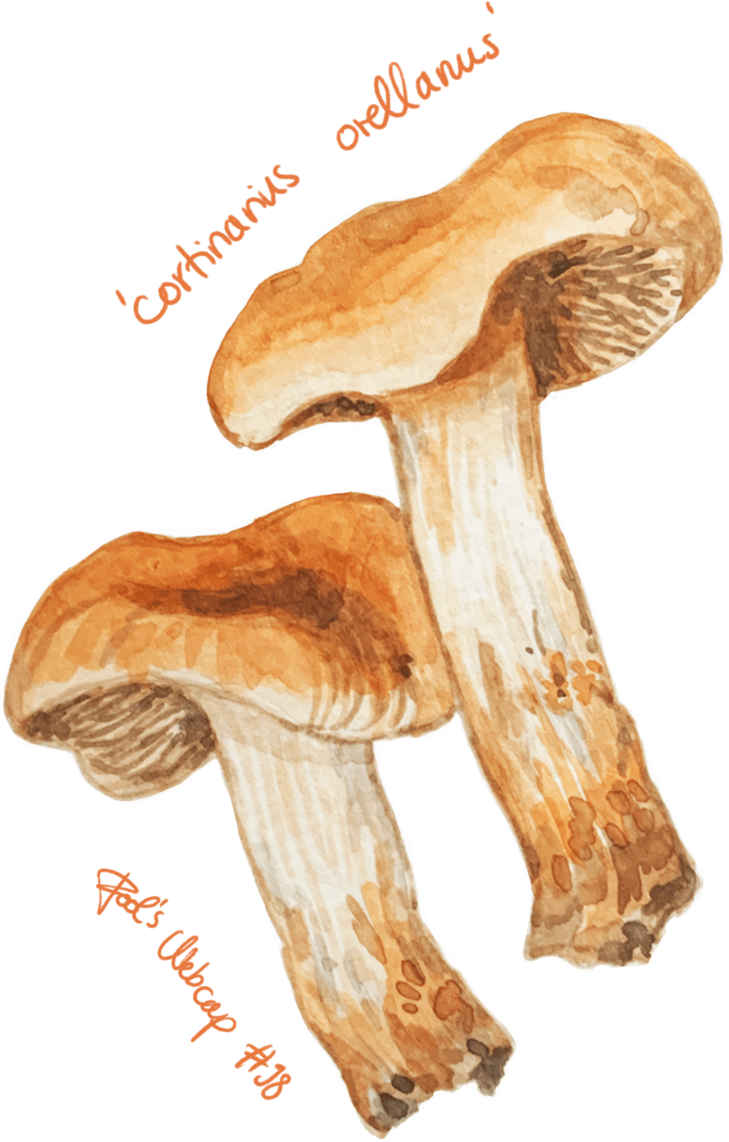 Watercolour illustration of a single mushroom with a rounded cap and slender stem, painted in soft earthy tones with gentle shading.