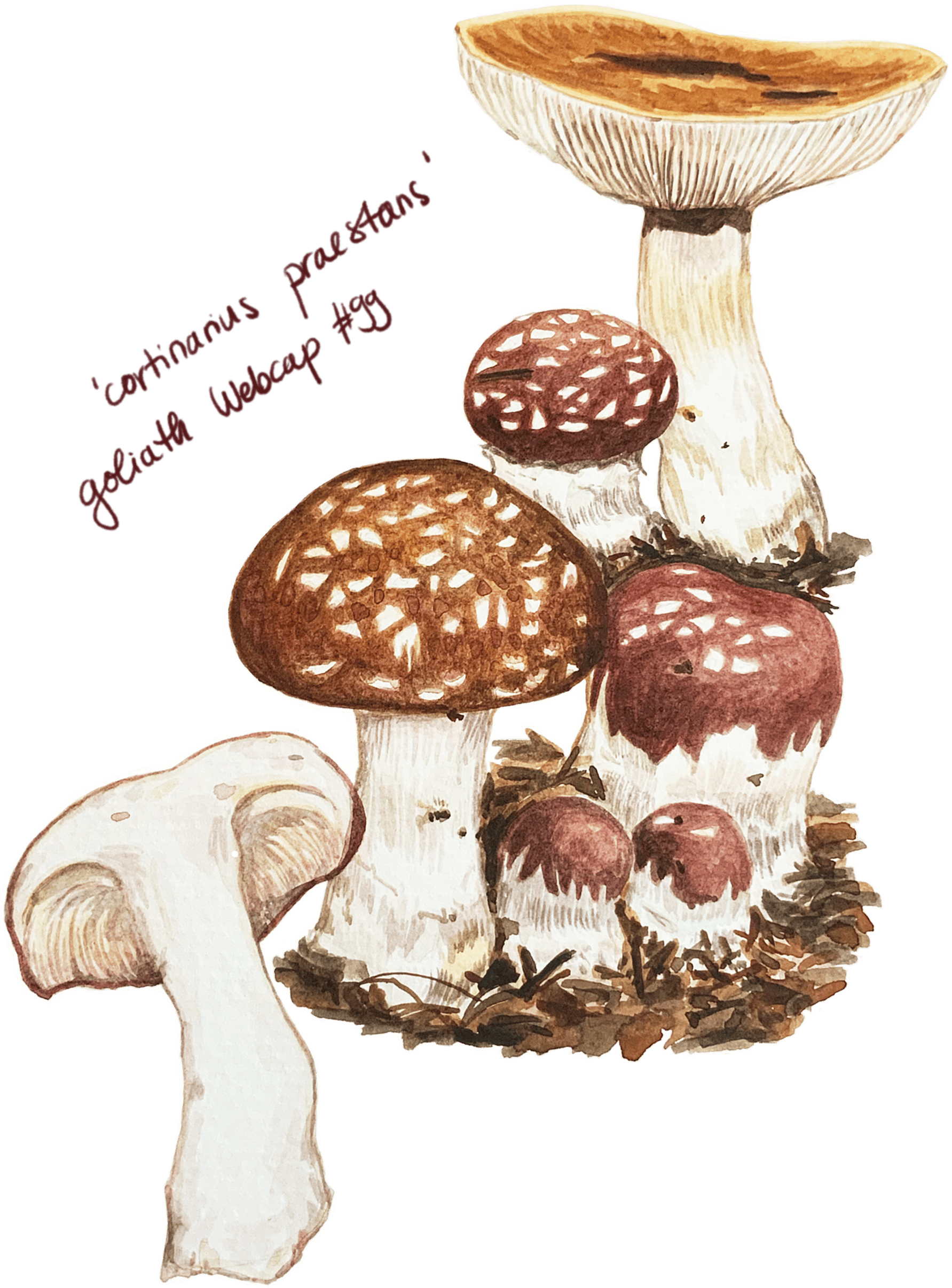 Watercolour illustration of a single mushroom with a rounded cap and slender stem, painted in soft earthy tones with gentle shading.