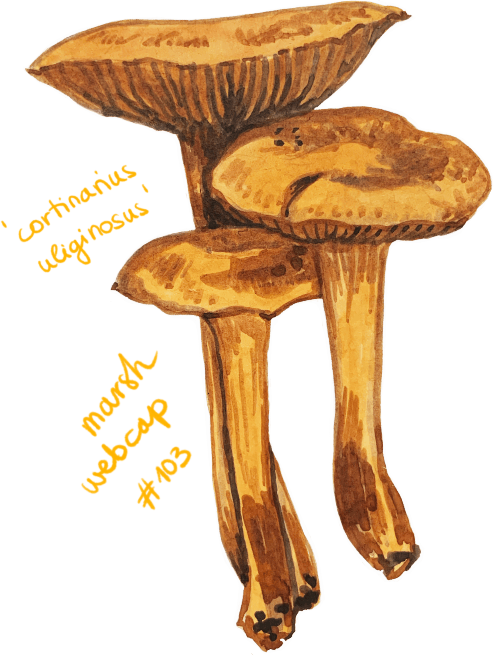 Watercolour illustration of a single mushroom with a rounded cap and slender stem, painted in soft earthy tones with gentle shading.