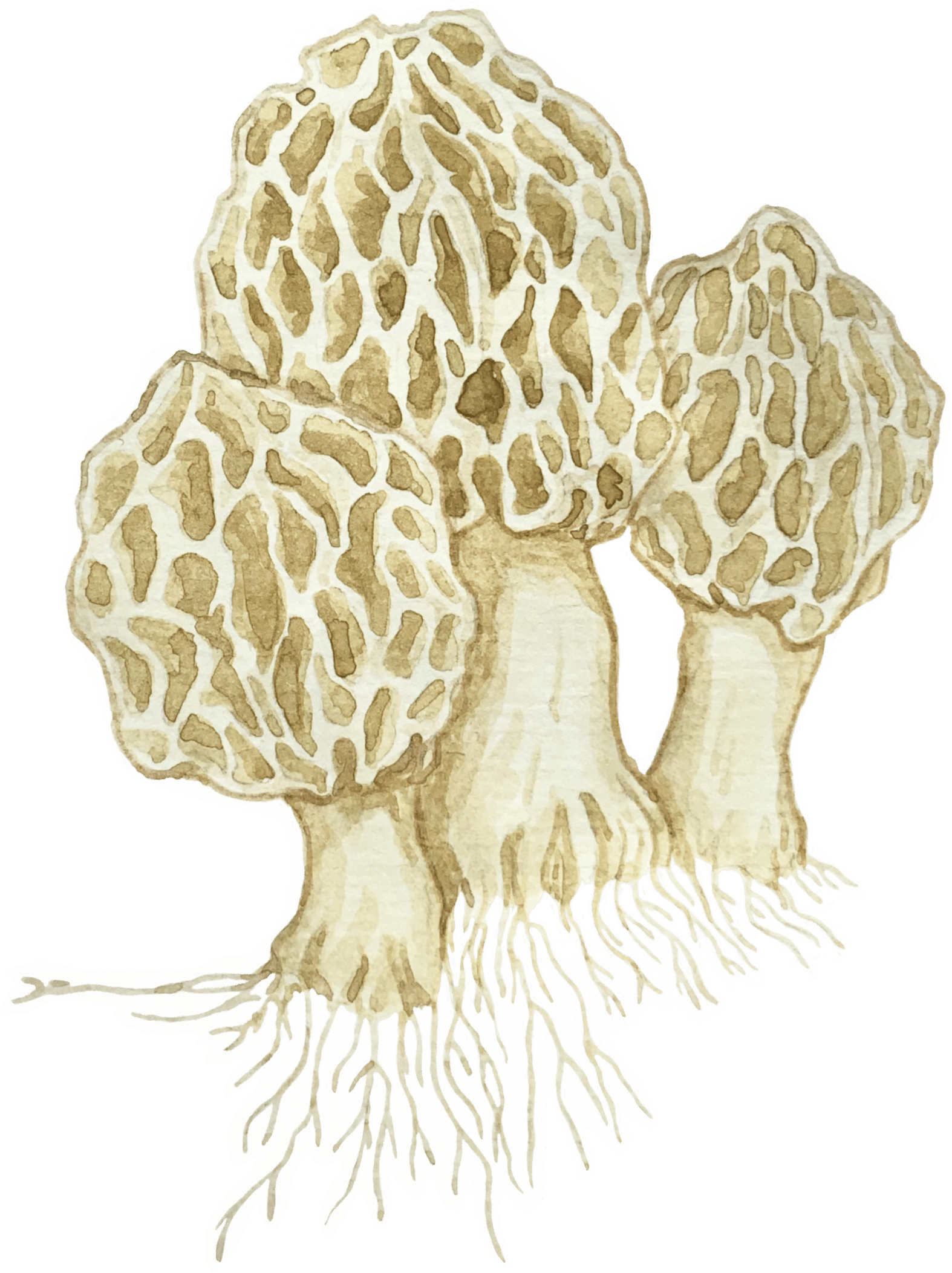 Watercolour illustration of a single mushroom with a rounded cap and slender stem, painted in soft earthy tones with gentle shading.