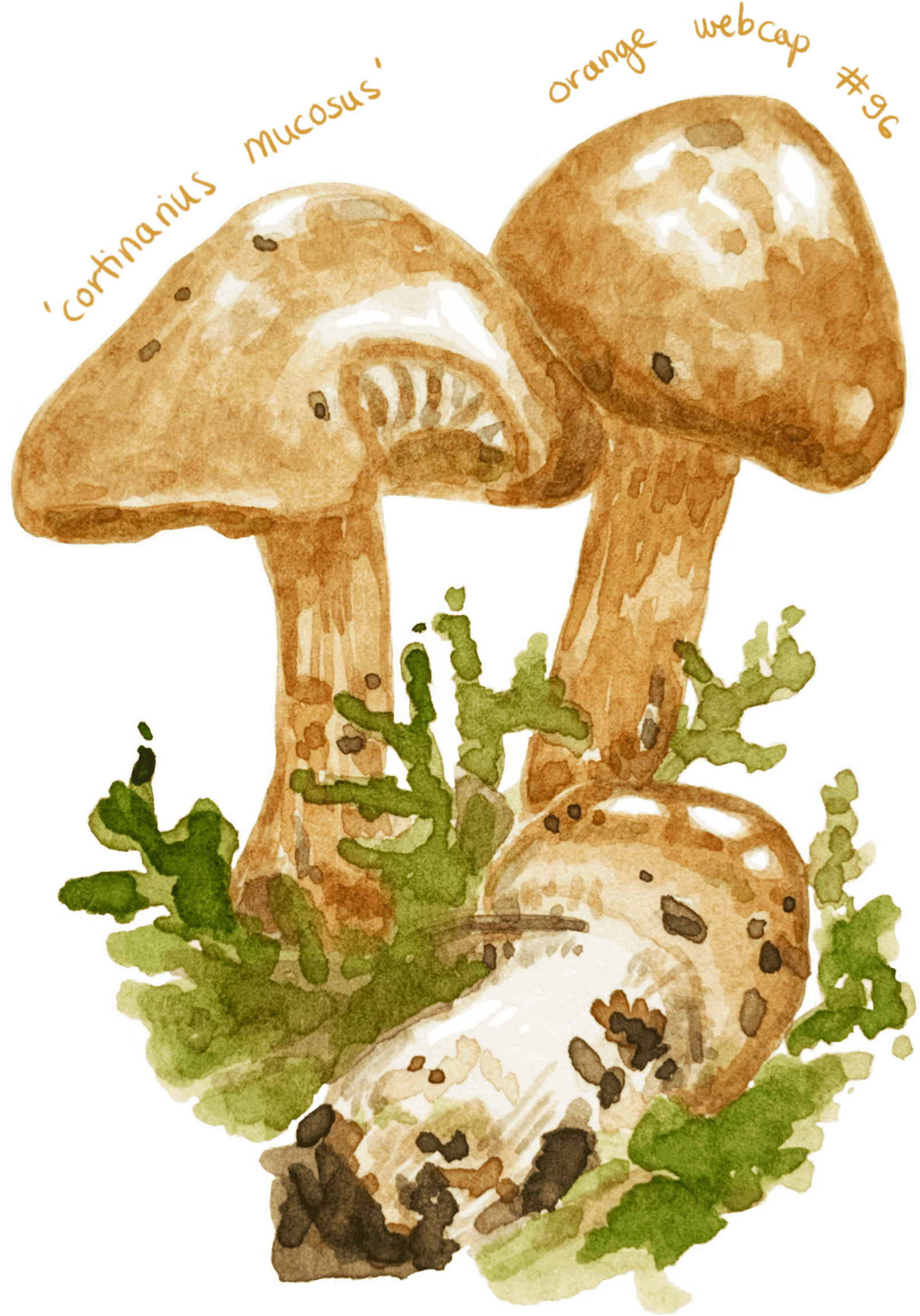 Watercolour illustration of a single mushroom with a rounded cap and slender stem, painted in soft earthy tones with gentle shading.