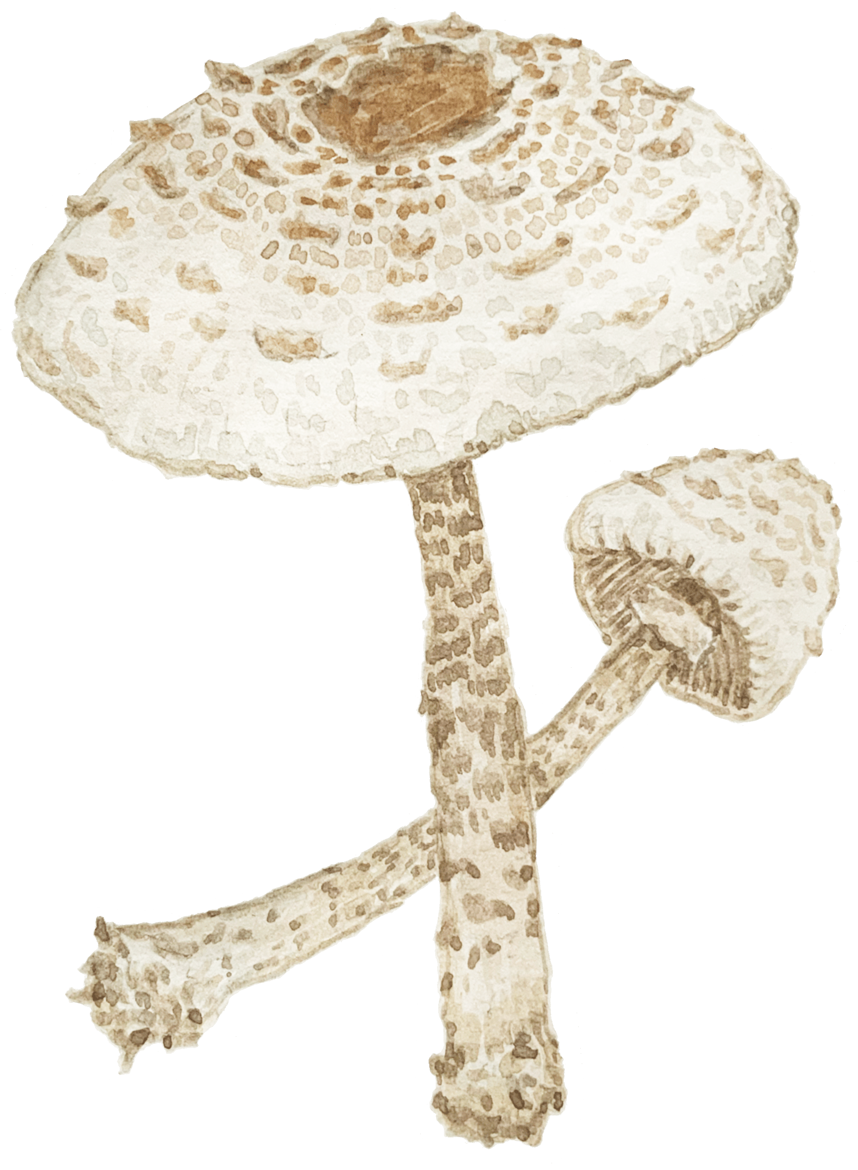 Watercolour illustration of a single mushroom with a rounded cap and slender stem, painted in soft earthy tones with gentle shading.