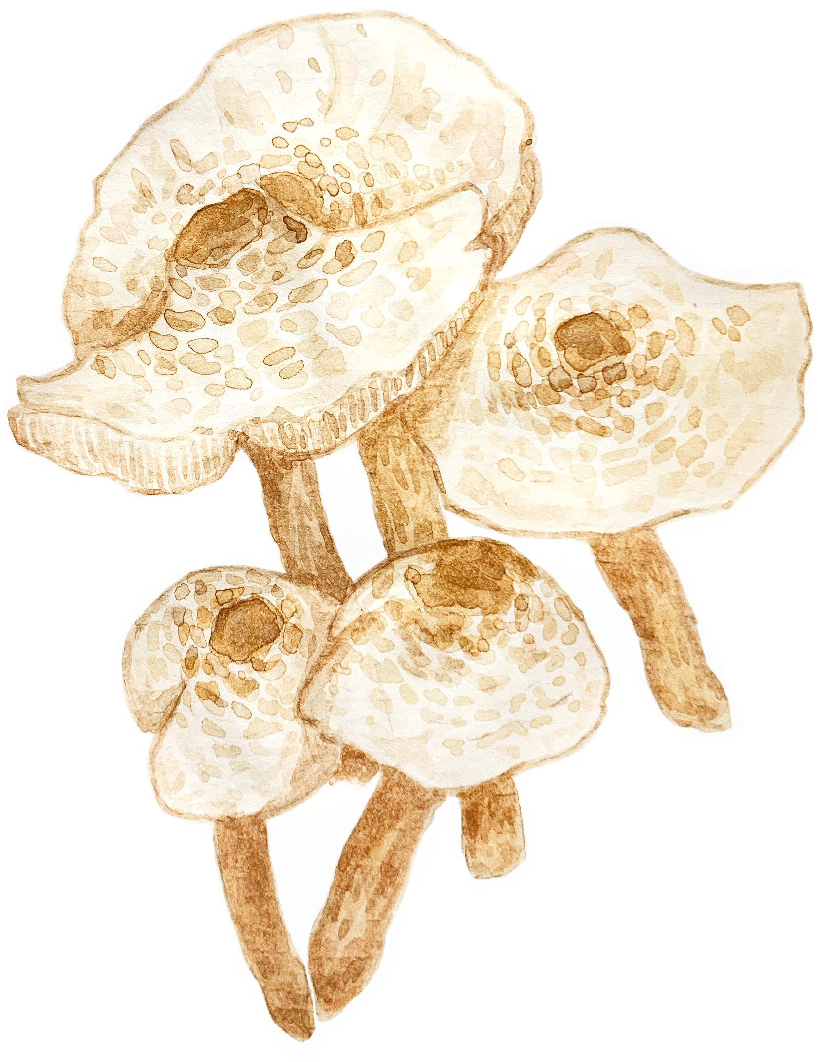 Watercolour illustration of a single mushroom with a rounded cap and slender stem, painted in soft earthy tones with gentle shading.