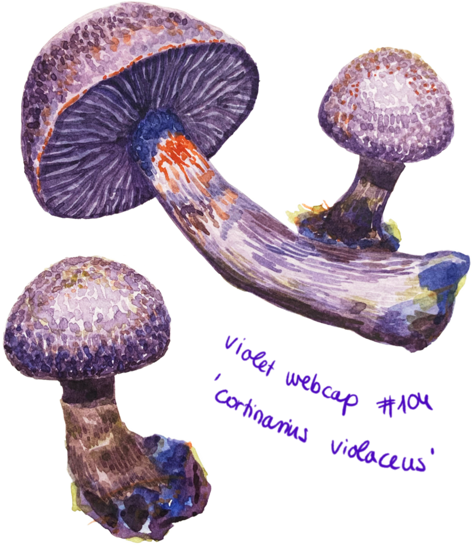 Watercolour illustration of a single mushroom with a rounded cap and slender stem, painted in soft earthy tones with gentle shading.