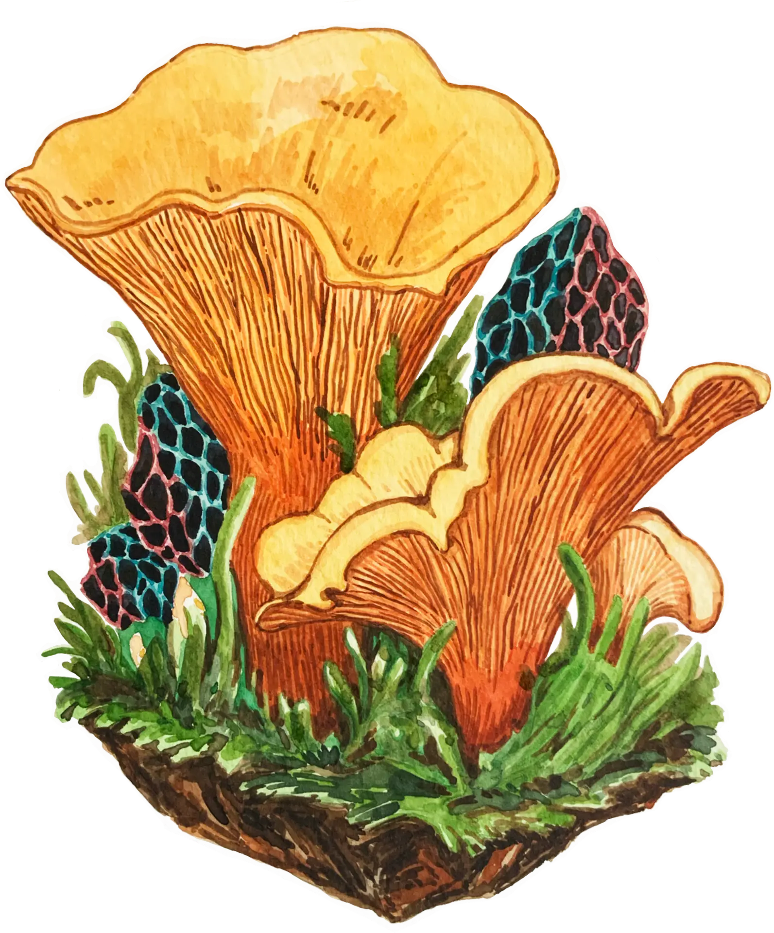 Watercolour illustration of a single mushroom with a rounded cap and slender stem, painted in soft earthy tones with gentle shading.