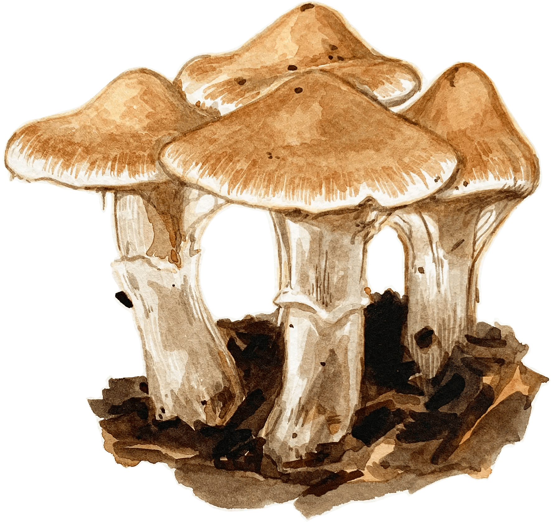Watercolour illustration of a single mushroom with a rounded cap and slender stem, painted in soft earthy tones with gentle shading.