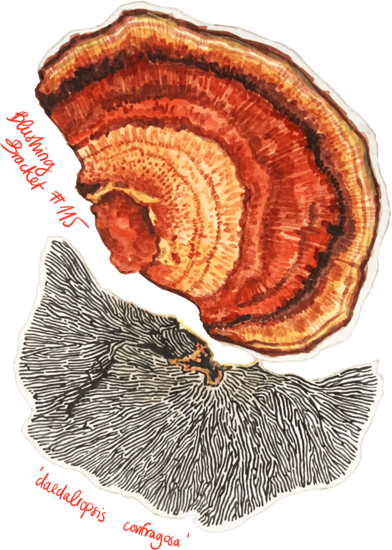 Watercolour illustration of a single mushroom with a rounded cap and slender stem, painted in soft earthy tones with gentle shading.