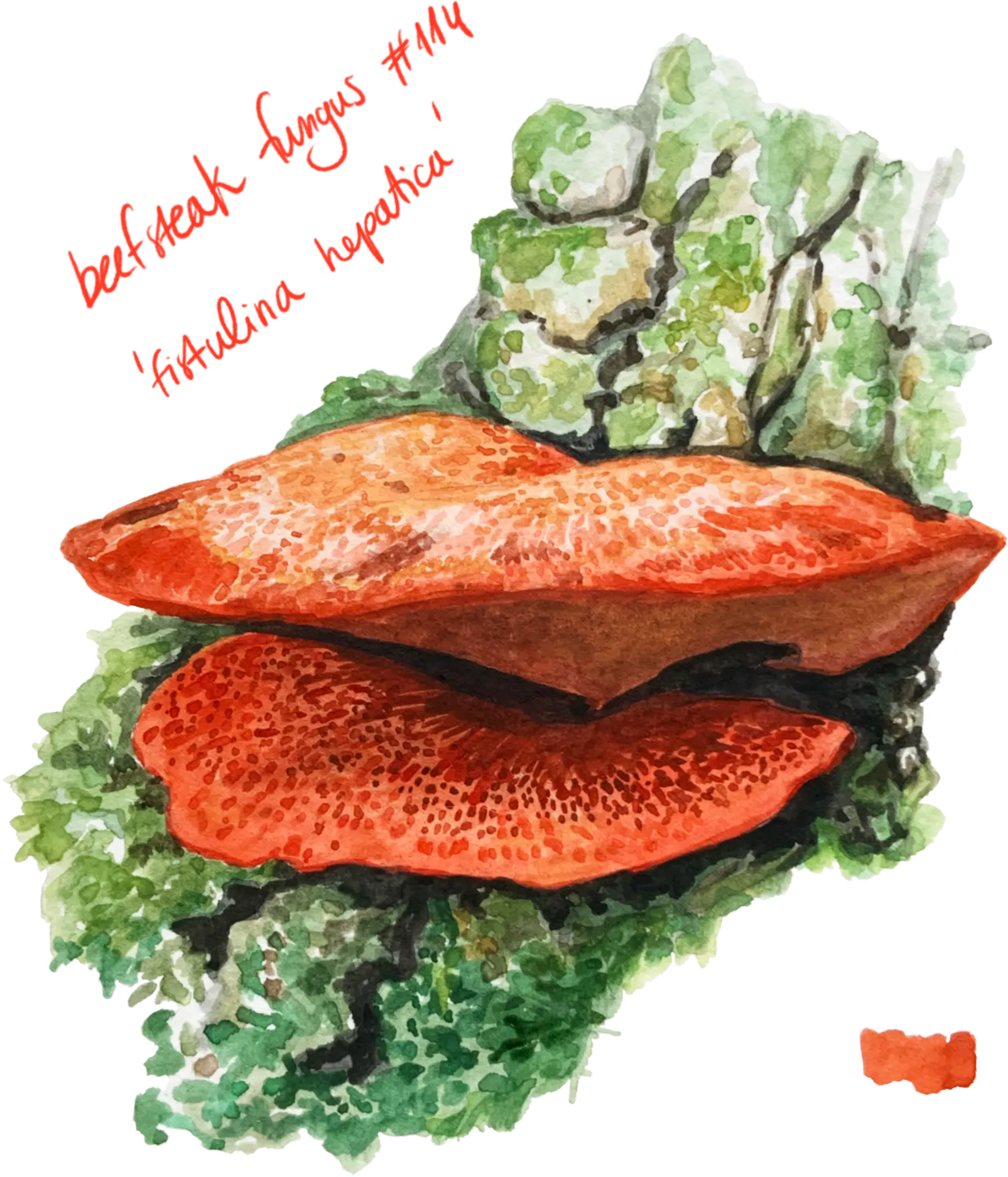 Watercolour illustration of a single mushroom with a rounded cap and slender stem, painted in soft earthy tones with gentle shading.