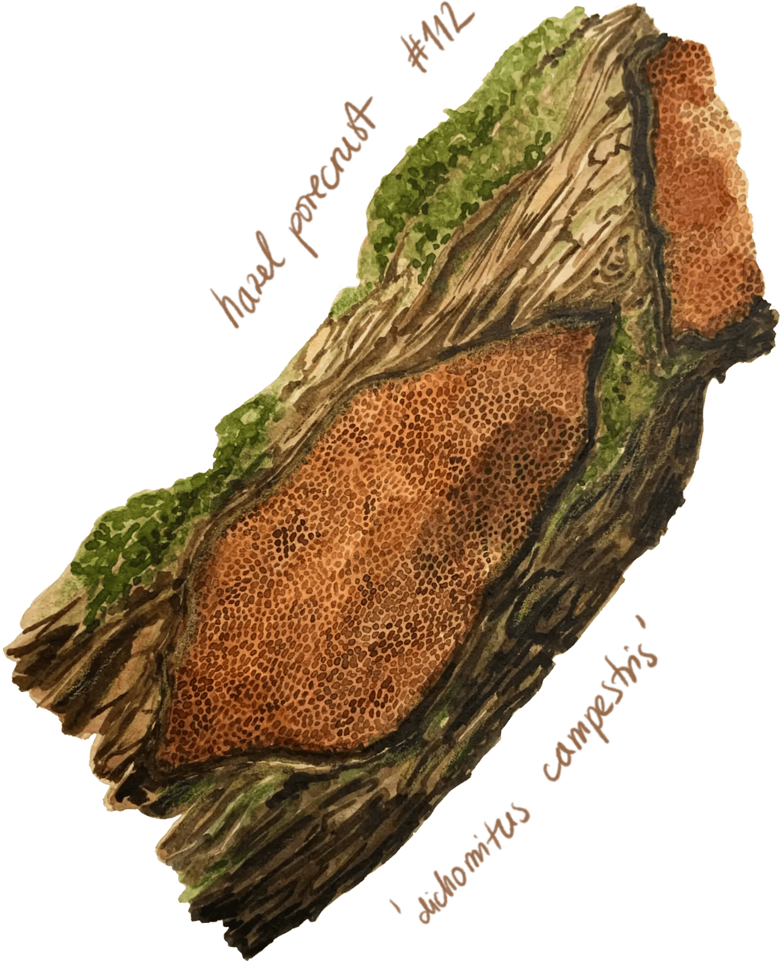 Watercolour illustration of a single mushroom with a rounded cap and slender stem, painted in soft earthy tones with gentle shading.
