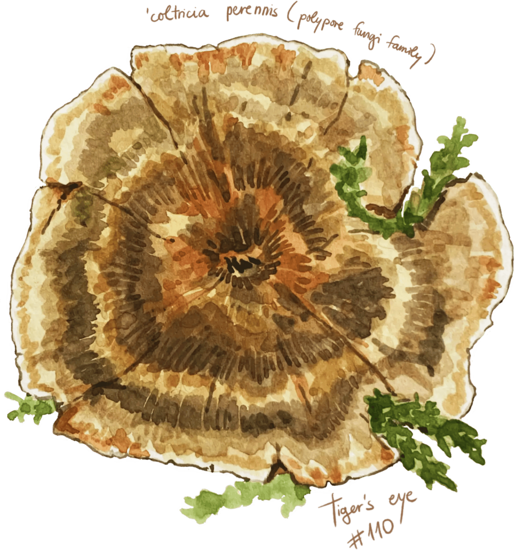 Watercolour illustration of a single mushroom with a rounded cap and slender stem, painted in soft earthy tones with gentle shading.