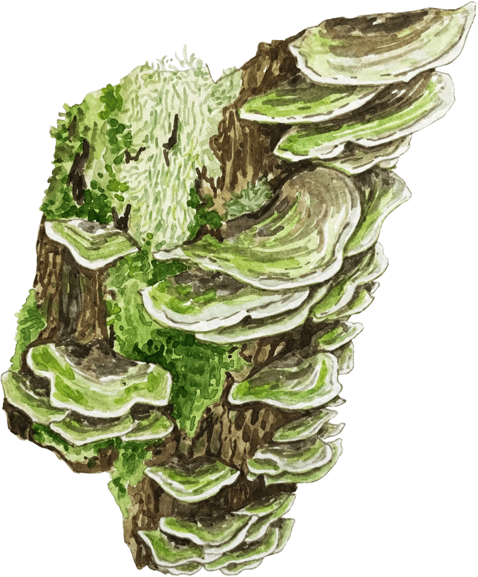 Watercolour illustration of a single mushroom with a rounded cap and slender stem, painted in soft earthy tones with gentle shading.