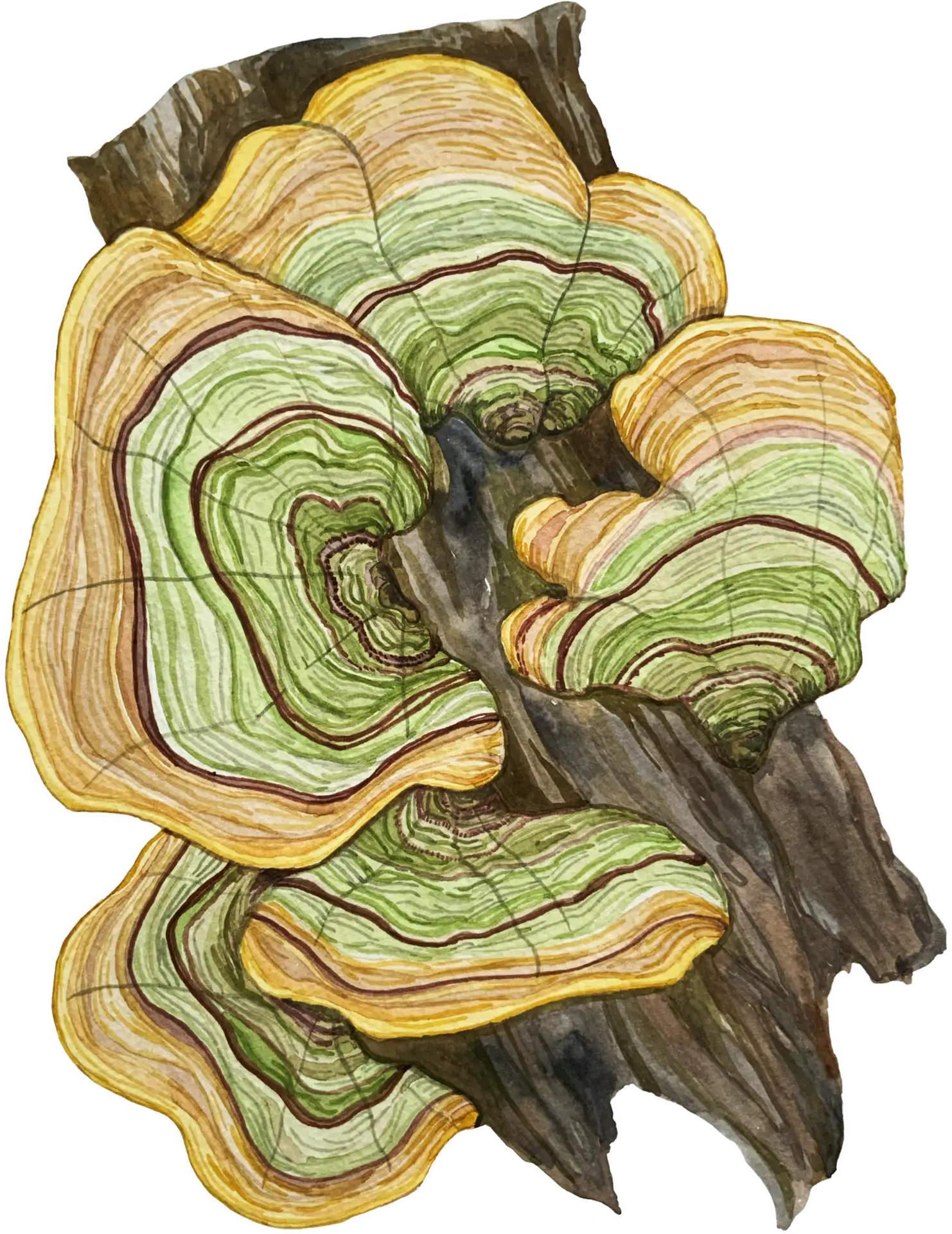 Watercolour illustration of a single mushroom with a rounded cap and slender stem, painted in soft earthy tones with gentle shading.