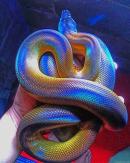 Colorful Python Painting By Numbers.jpeg