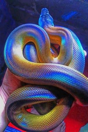 Colorful Python Painting By Numbers.jpeg