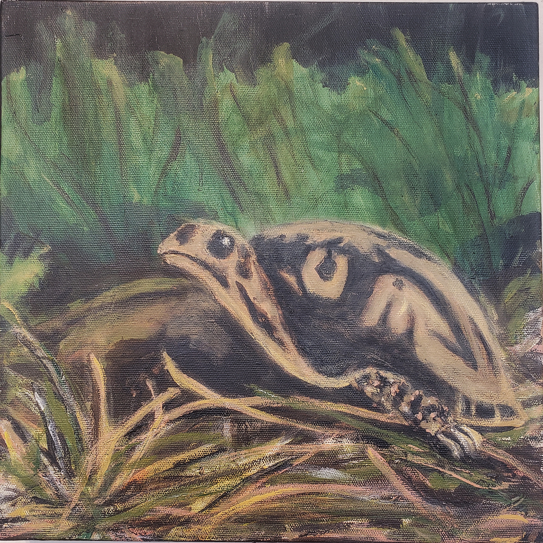 63. Annie Moorehouse | Eastern Box Turtle | Acrylic | 12x12 | Min bid $100