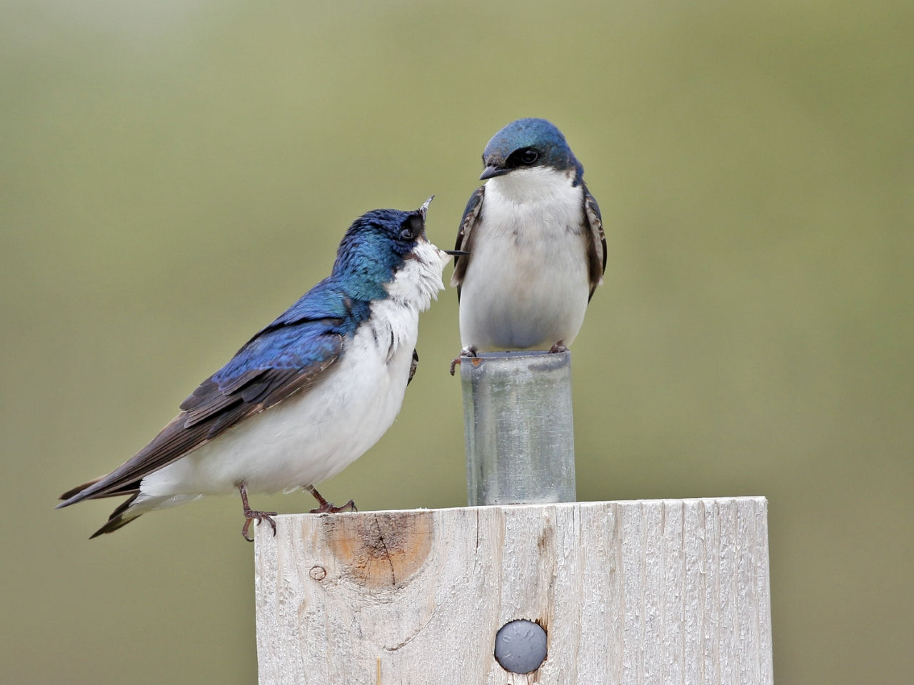 Tree Swallow Wikipedia