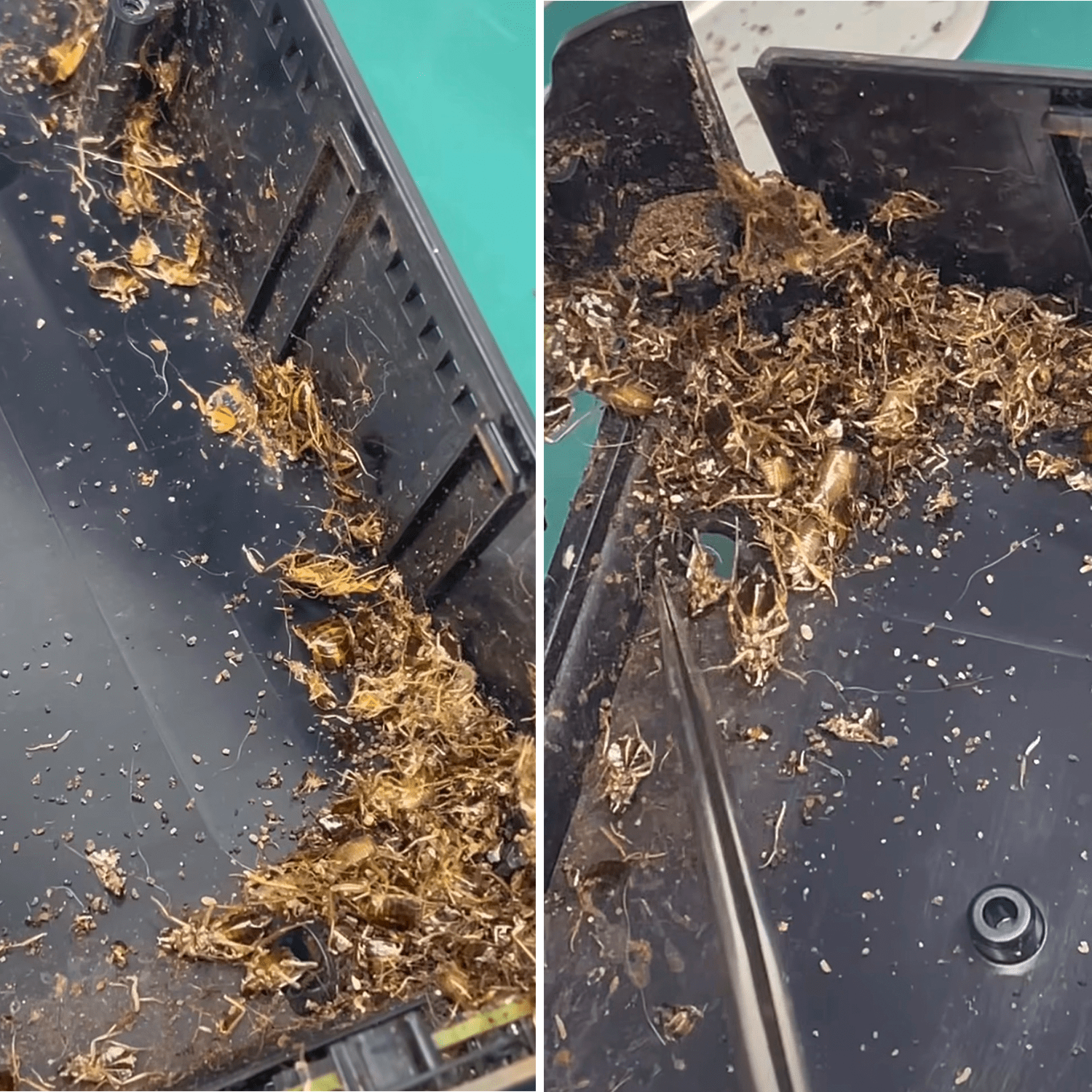 Mantenimiento PS5 con cucarachas