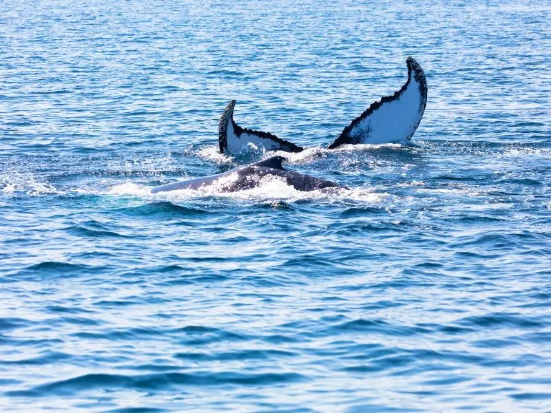 Whale Watching - Cape Cod