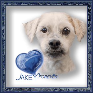 JAKEY, Forever