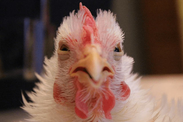 The Lede Balloon #142: Maine chicken becomes oldest in the world at 15 years old