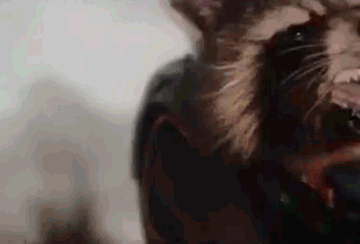 Rocket Racoon Blink Primer vistazo a Rocket Racoon? – Comic Geekos