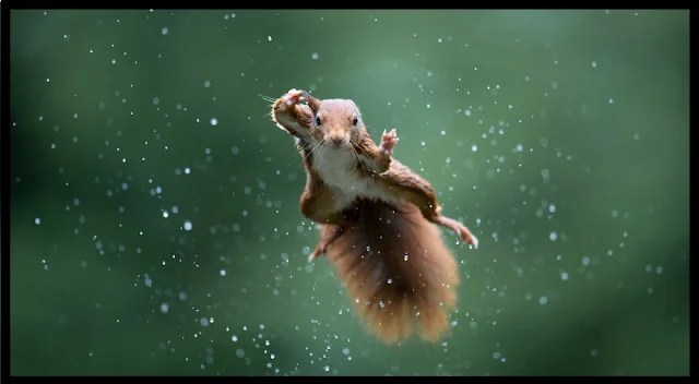 The Much Awaited Comedy Photography of wildlife