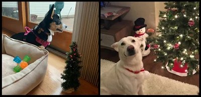 10 Adorable Dogs Who Are Totally Ready For Christmas