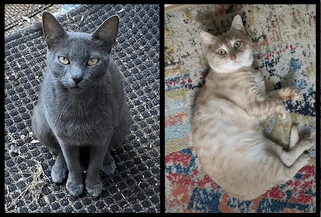 Foster Fails Who Went From Stray To Stay (17 Pics)