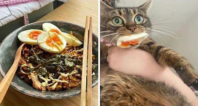 18 Cats Being Their Derpy Selves