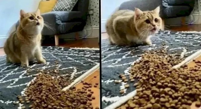 16 Hilarious Cat Memes That You Will Find Surprisingly Relatable