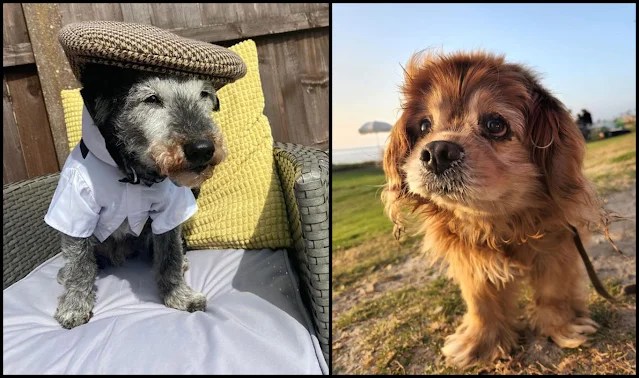 The 14 Most Amusing And Odd Dog Encounters Humans Have Ever Had