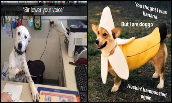 16 Doggo Memes That Will Brighten Your Day And Your Dog’s