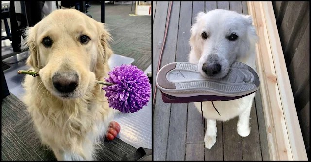 14 Animals Who Brought Surprising Gifts to Their Owners