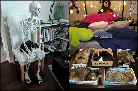 People Set Up A Trap For Their Cats 15 Times And It Worked