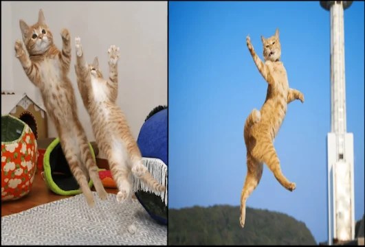 14 Cat Owners’ Perfectly Timed Photographs That Will Definitely Make You Smile