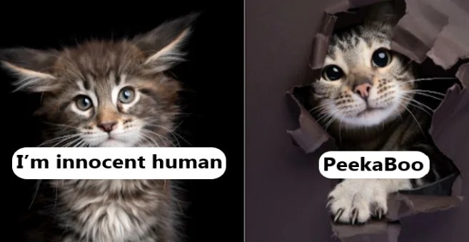Your day will be made by these Hilarious Cat Portraits taken by a Catographer
