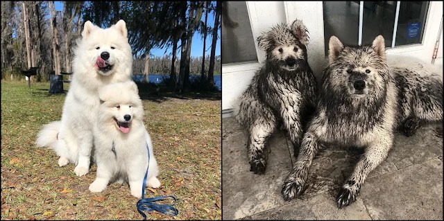Dogs have demonstrated 14 times that they can keep you from getting bored when you’re by yourself at home