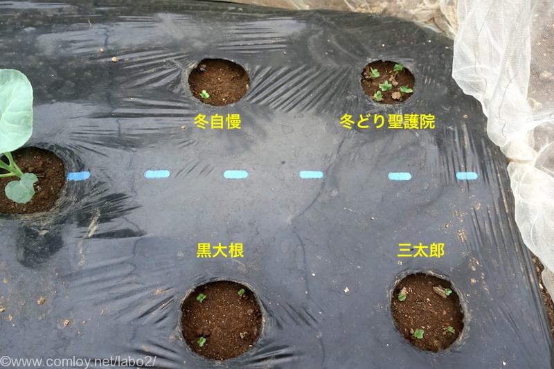 今日の畑 キャベツ 茎ブロッコリ 大根の植え付け後チェック 早速大根の芽が出た Comloy Labo2 プチミニマリストへの道