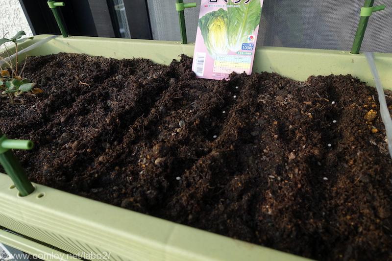 ベランダ菜園 プランターで秋 冬野菜を作る ロメインレタスの種まき Comloy Labo2 プチミニマリストへの道 ベランダ菜園 プランターで秋 冬野菜を作る ロメインレタスの種まき Comloy Labo2 プチミニマリストへの道